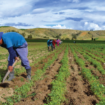 Gobernador Marcos Jorge valora laboriosidad de agricultores dominicanos