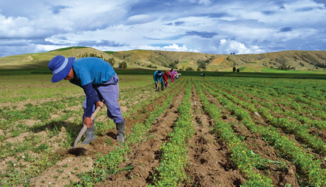 Gobernador Marcos Jorge valora laboriosidad de agricultores dominicanos