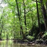 MANGLARES: PROTECCION NATURAL CONTRA EL CAMBIO CLIMATICO