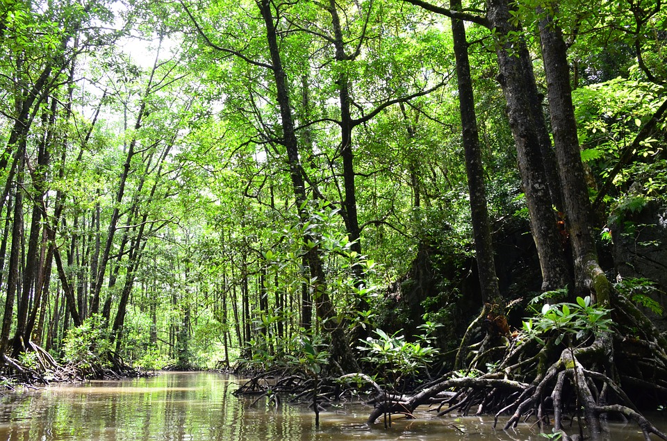 MANGLARES: PROTECCION NATURAL CONTRA EL CAMBIO CLIMATICO