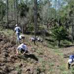 Siembran más de cinco mil plantas en SAJOMA