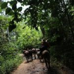 El «árbol milagroso» que puede ayudar a combatir la destrucción de los bosques