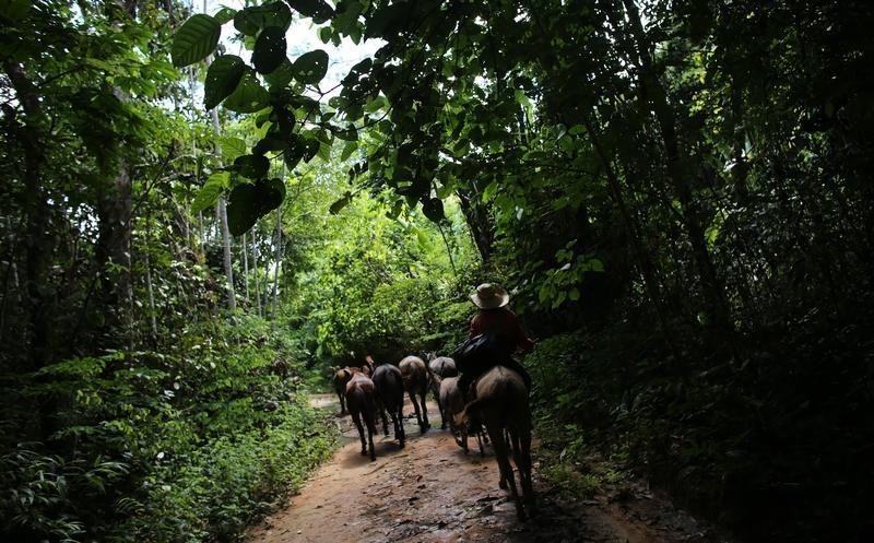 El «árbol milagroso» que puede ayudar a combatir la destrucción de los bosques