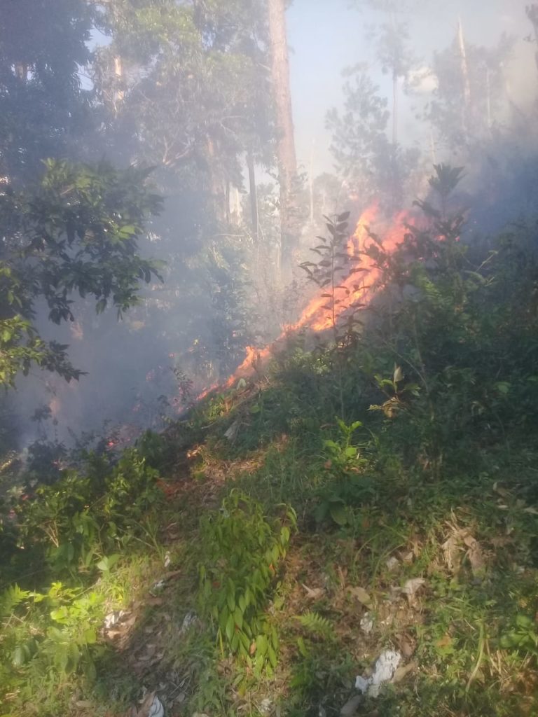 COANOR Advierte Emergencia Ecológica Línea Noroeste. Incendios Forestales y Corte de Árboles Destruyen Bosques en Restauración, Dajabón y Santiago Rodríguez.