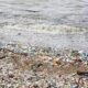 Prioridades ambientales: ¿qué le piden los ecologistas al próximo gobierno?