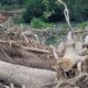 Denuncian Director Regional Noroeste de Agricultura, Iván Tió, destruye río Mao para sembrar banano.