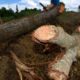 FUNDETROP condena destrucción del área verde en la entrada al Aeropuerto Cibao