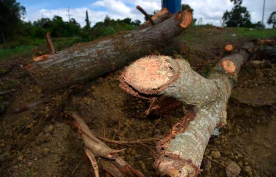 FUNDETROP condena destrucción del área verde en la entrada al Aeropuerto Cibao