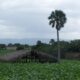 Villa González: tierra del más fino Tabaco