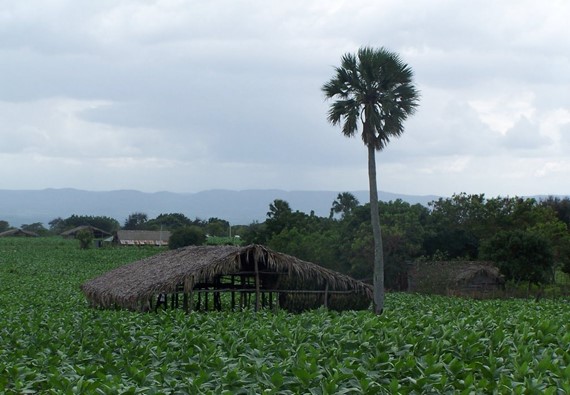 Villa González: tierra del más fino Tabaco
