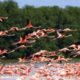 Denuncian captura masiva de aves de especie Flamencos ante indiferencia de Medio Ambiente