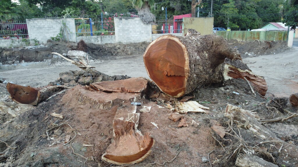 <strong>Fundación Ecológica Tropical denuncia asesinato de Samán Centenario en Tamboril</strong>