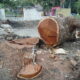 <strong>Fundación Ecológica Tropical denuncia asesinato de Samán Centenario en Tamboril</strong>
