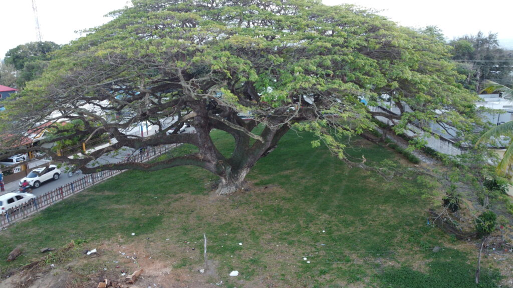 Protección Ambiental en la República Dominicana: Desafíos y Oportunidades