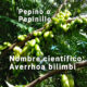 <strong>Averrhoa bilimbi: una alternativa sana</strong>