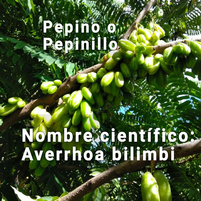 <strong>Averrhoa bilimbi: una alternativa sana</strong>