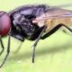 La mosca común como indicador químico.