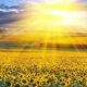 El Día Internacional del Sol