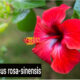 La flor de Jamaica, Cayena o Sangre de Cristo