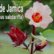 La flor de Jamaica y la Sangre de Cristo: Comparación
