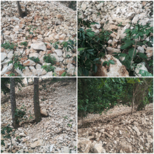 Productores agrícolas de Polo anuncian demanda contra constructora COGUSA, el BID y Obras Públicas por daños a sus propiedades