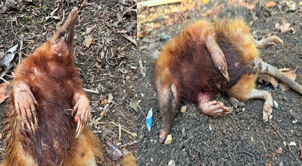 Perros matan un solenodonte en Altamira; llaman a proteger esta especie endémica y protegida